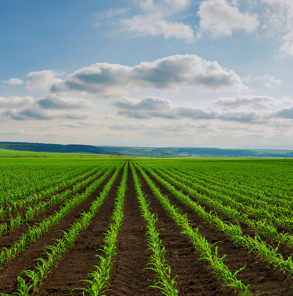 PREX6-H10 background